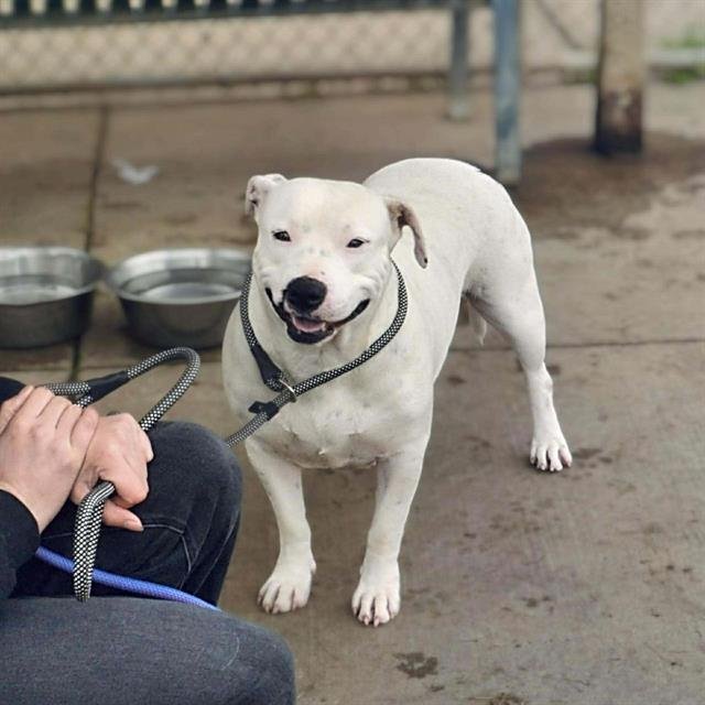 CHIQUITA - Pit Bull Terrier available for adoption