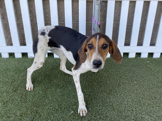 A607862 - Treeing Walker Coonhound available for adoption