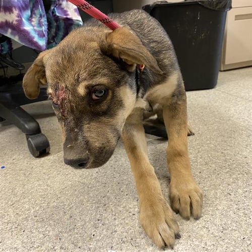 *CLETUS - German Shepherd Dog available for adoption