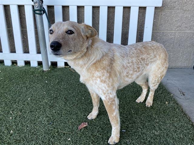 A606289 - Queensland Heeler available for adoption