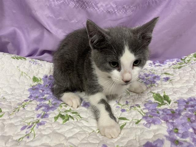 A606735 - Domestic Short Hair available for adoption