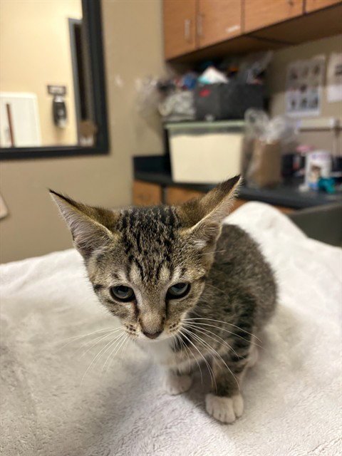 A613648 - Domestic Short Hair available for adoption