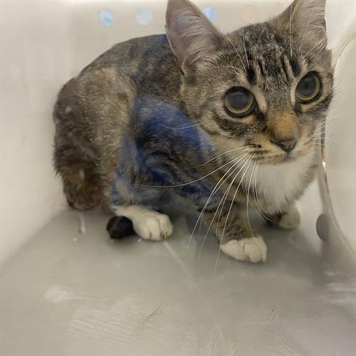 A613026 - Domestic Short Hair available for adoption