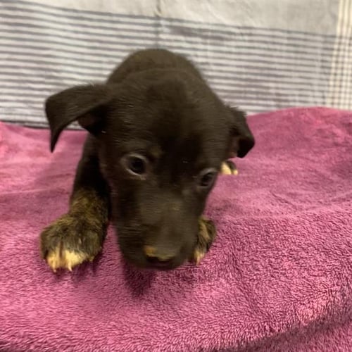 *CHRISSY - Pit Bull Terrier available for adoption
