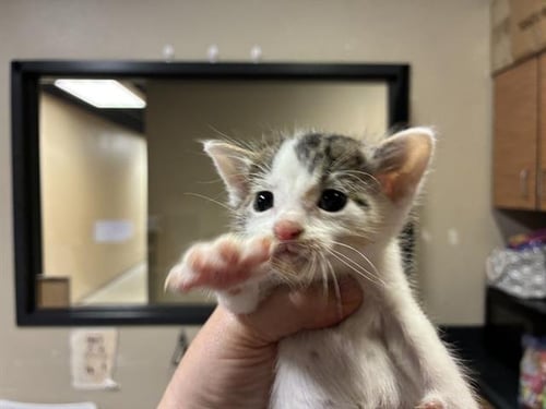 PINKY - Domestic Short Hair for adoption in Modesto