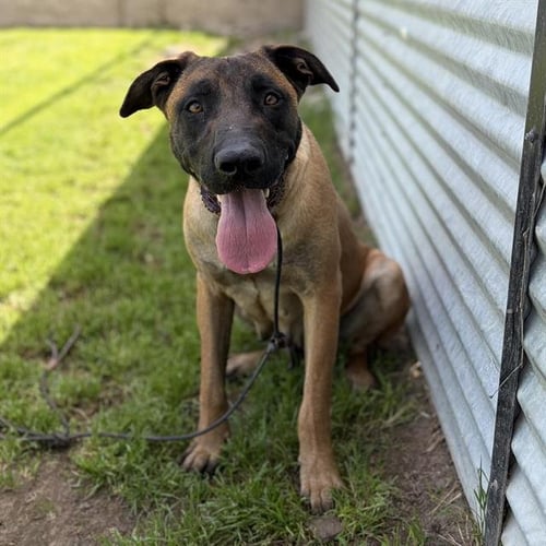*HEIDI - Belgian Shepherd Malinois for adoption in Modesto