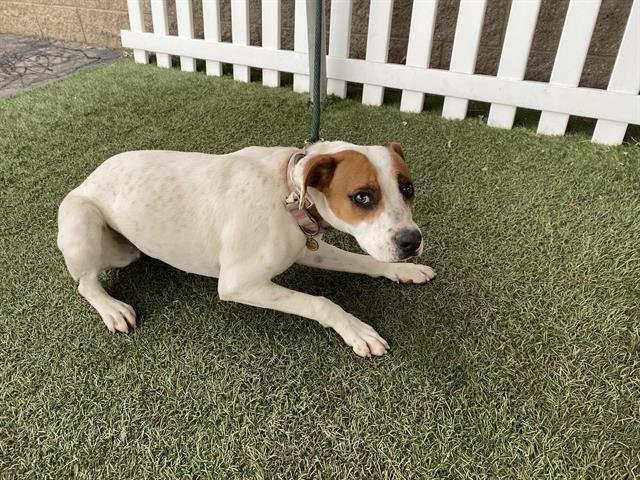 A607342 - Pointer / Pit Bull Terrier available for adoption