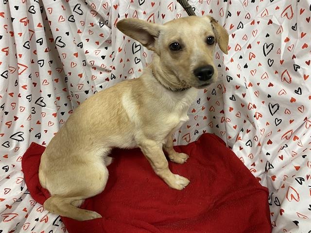 A606940 - Chihuahua available for adoption