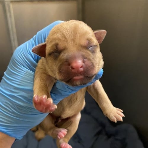 A613200 - Pit Bull Terrier available for adoption
