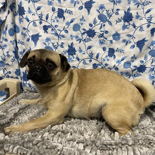 A611999 - Pug available for adoption