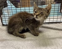 A612840 - Photo 1