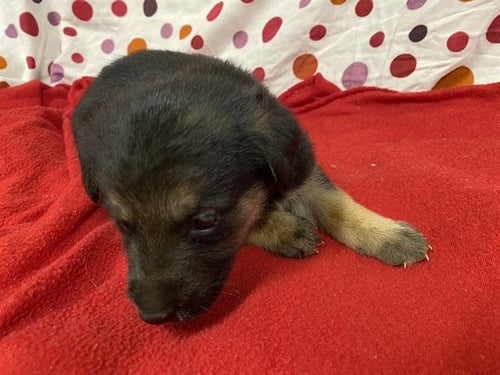 NESSIE - German Shepherd Dog available for adoption