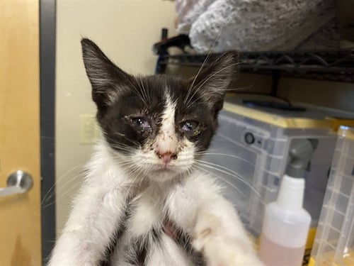 A613644 - Domestic Short Hair available for adoption