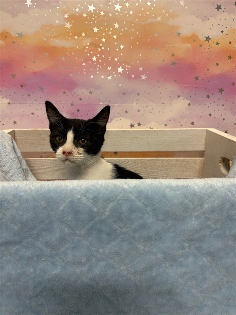 A613644 - Domestic Short Hair available for adoption