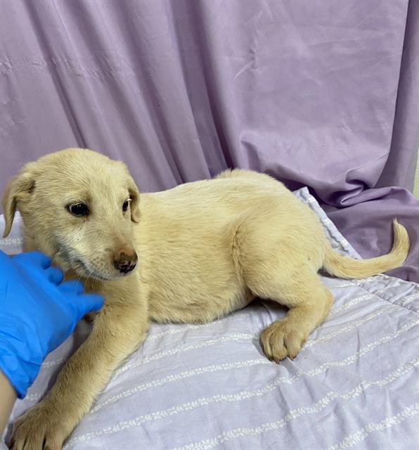 A606881 - Great Pyrenees / Anatolian Shepherd available for adoption