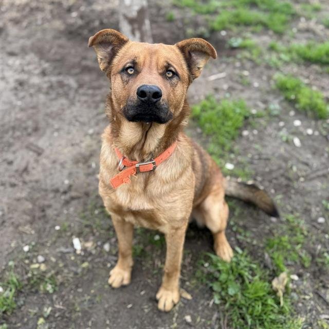 *BENJI - Mastiff available for adoption