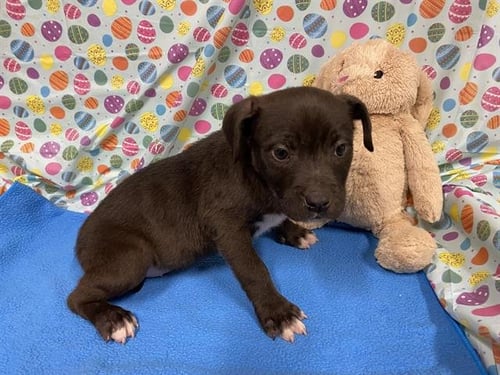 A608300 - Staffordshire Bull Terrier available for adoption