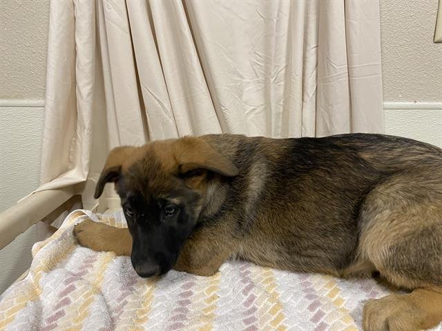 *SASSY - Belgian Shepherd Malinois available for adoption