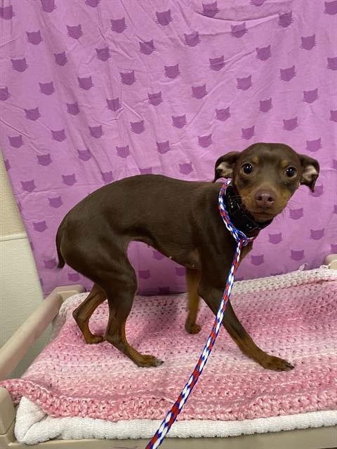 A607353 - Miniature Pinscher available for adoption