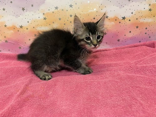 A613716 - Domestic Medium Hair available for adoption
