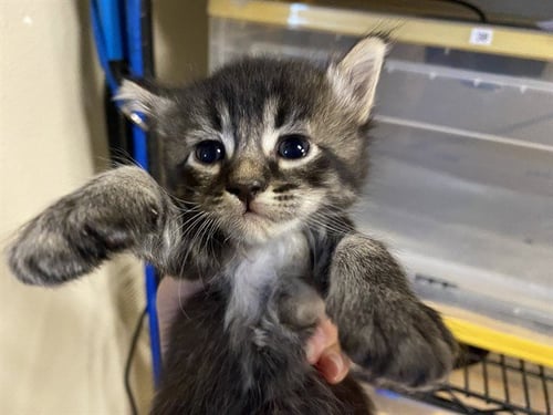A613716 - Domestic Medium Hair available for adoption