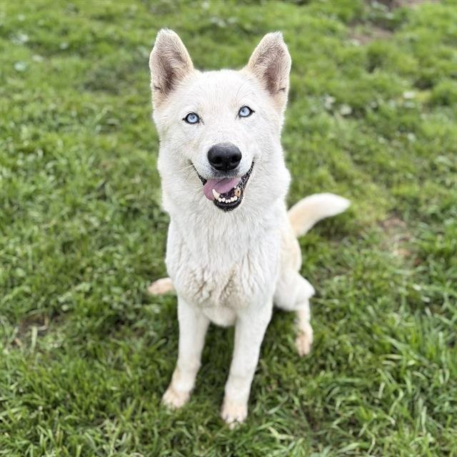 *DANI - Siberian Husky available for adoption