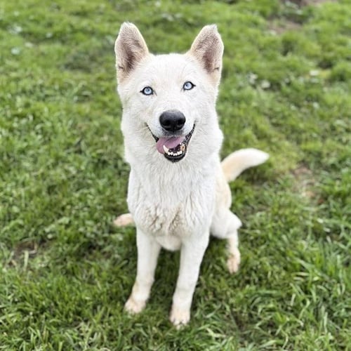 *DANI - Siberian Husky for adoption in Modesto