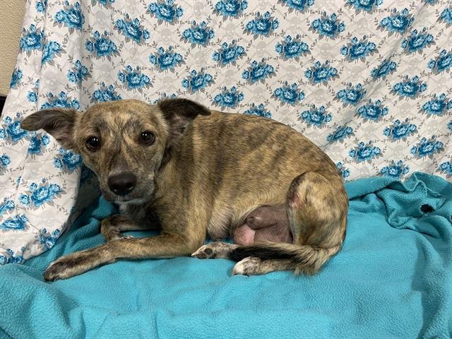 *ZINNIA - Chihuahua available for adoption