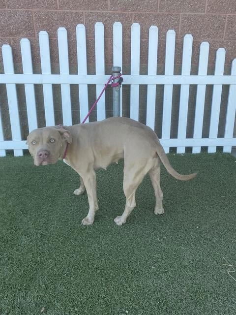 *OLIVIA - Pit Bull Terrier available for adoption