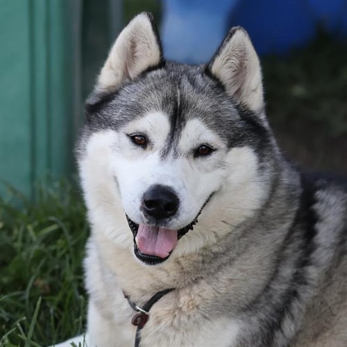 BOY - Alaskan Malamute available for adoption