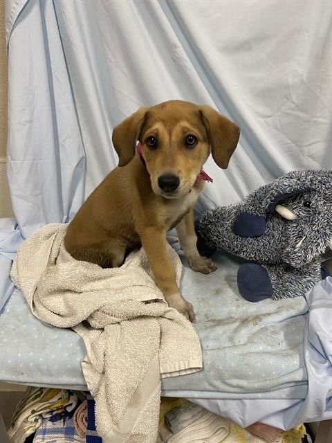 *MAYLA - German Shepherd Dog available for adoption