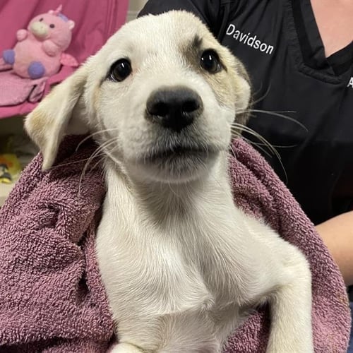 *WALDO - Border Collie available for adoption