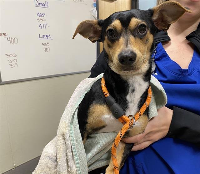 *PIKE - Chihuahua available for adoption