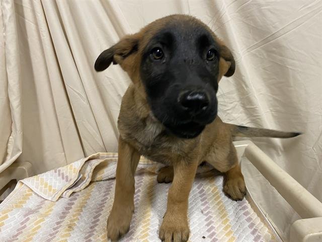 A608028 - Belgian Shepherd Malinois available for adoption