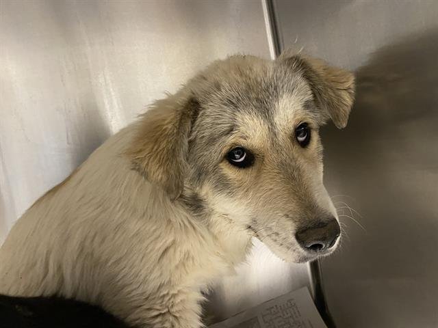 *MASON - Great Pyrenees / Border Collie available for adoption