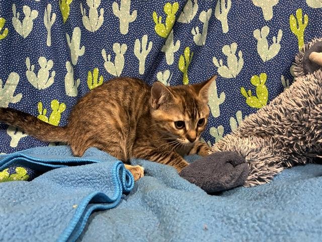 *MISTY - Domestic Short Hair available for adoption