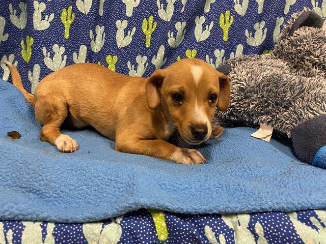 A607481 - Chihuahua available for adoption