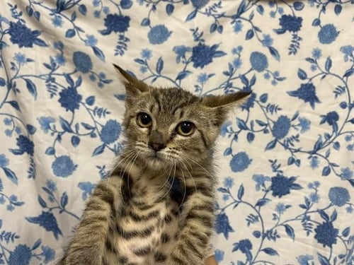 *KARI - Domestic Short Hair for adoption in Modesto