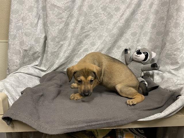 *VESPER - German Shepherd Dog available for adoption