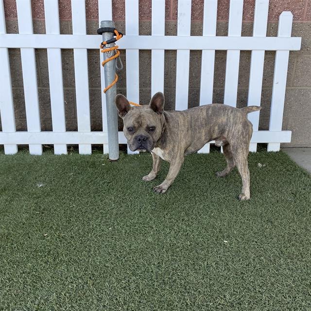 APOLLO - French Bulldog / Bulldog available for adoption