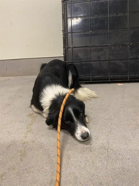 A605700 - Border Collie available for adoption