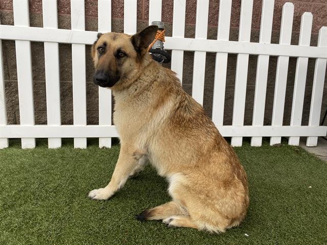 *MILLIE - German Shepherd Dog available for adoption