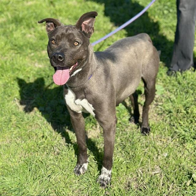 BACARDI - Pit Bull Terrier available for adoption