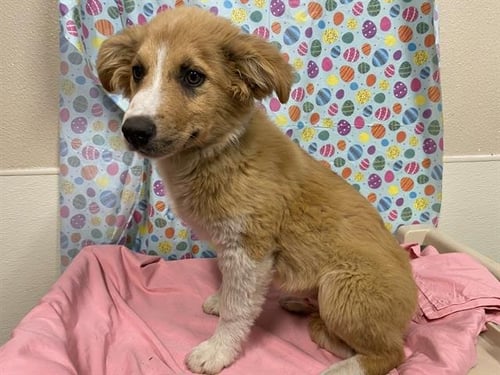 *BROOKS - Border Collie available for adoption