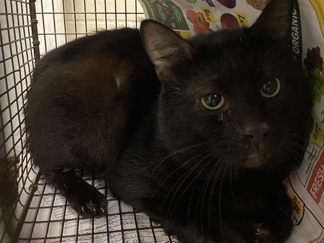 A606794 - Domestic Short Hair available for adoption