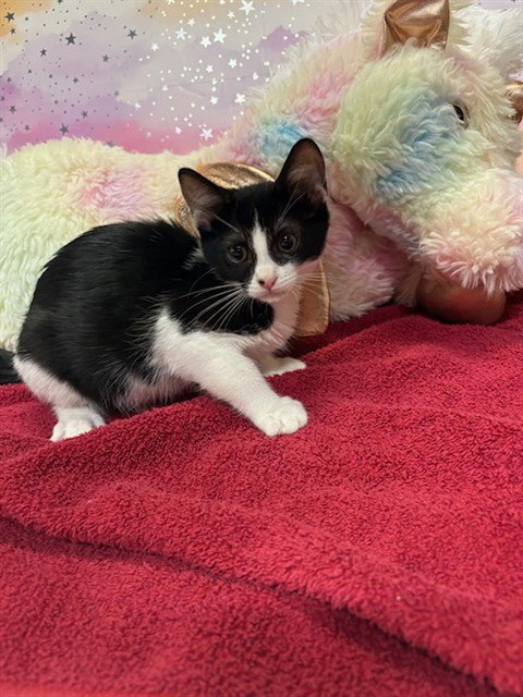A613098 - Domestic Medium Hair available for adoption