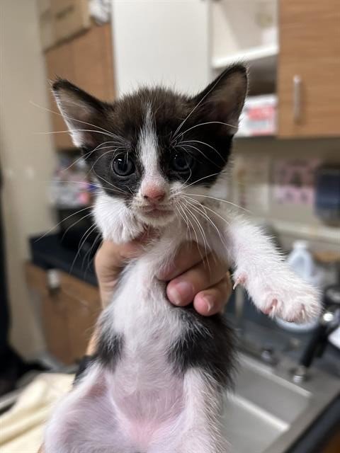 A613098 - Domestic Medium Hair available for adoption