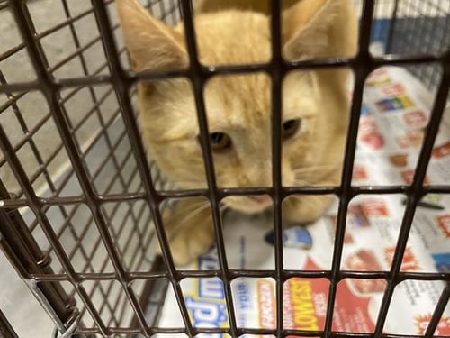 MAUI - Domestic Short Hair available for adoption