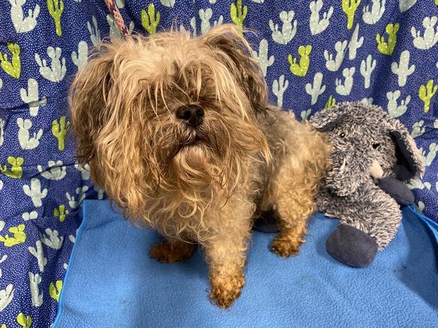 A607401 - Yorkshire Terrier Yorkie available for adoption