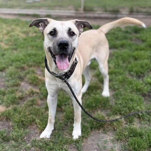 *JOHN BOY - Mastiff for adoption in Modesto